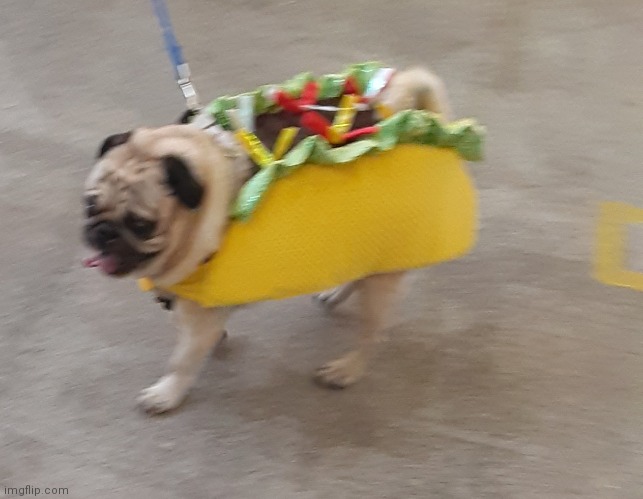 Taco Pug | image tagged in taco pug | made w/ Imgflip meme maker