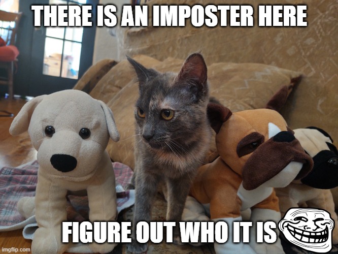 Cat imposter |  THERE IS AN IMPOSTER HERE; FIGURE OUT WHO IT IS | image tagged in cat imposter | made w/ Imgflip meme maker