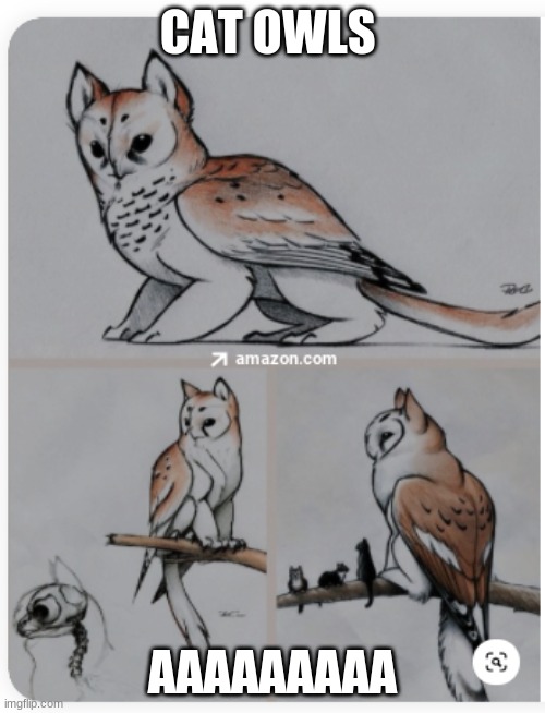 CAT OWLS; AAAAAAAAA | made w/ Imgflip meme maker