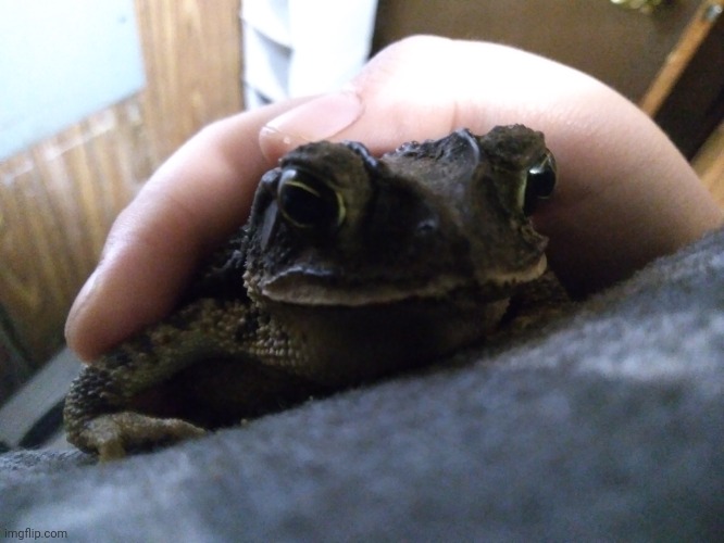 Here's the one that peed on me a lot (when they feel threatened) | made w/ Imgflip meme maker