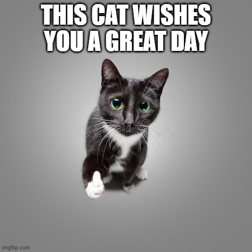 cat wishes a good day for all | THIS CAT WISHES YOU A GREAT DAY | image tagged in cute cat,cute | made w/ Imgflip meme maker