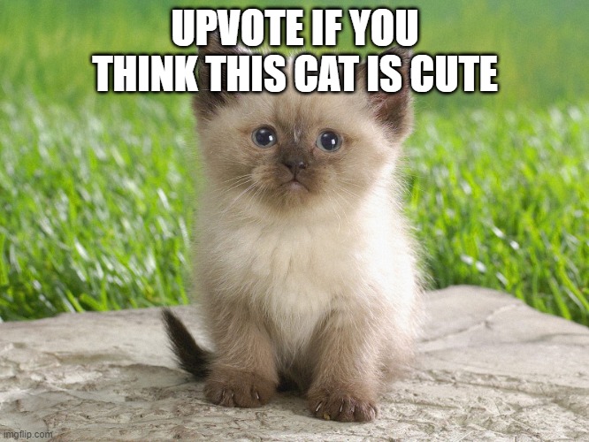 UPVOTE IF YOU THINK THIS CAT IS CUTE | image tagged in cute cat,cute | made w/ Imgflip meme maker