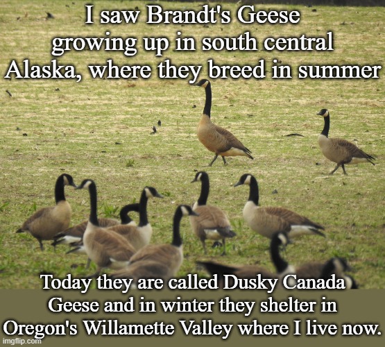 Did they follow me? | I saw Brandt's Geese growing up in south central Alaska, where they breed in summer; Today they are called Dusky Canada Geese and in winter they shelter in Oregon's Willamette Valley where I live now. | image tagged in dusky canada goose,alaska,oregon,migration,subspecies | made w/ Imgflip meme maker