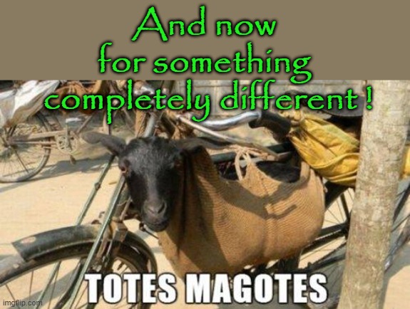 Something completely different ! | And now
for something
 completely different ! | image tagged in laughing goat | made w/ Imgflip meme maker