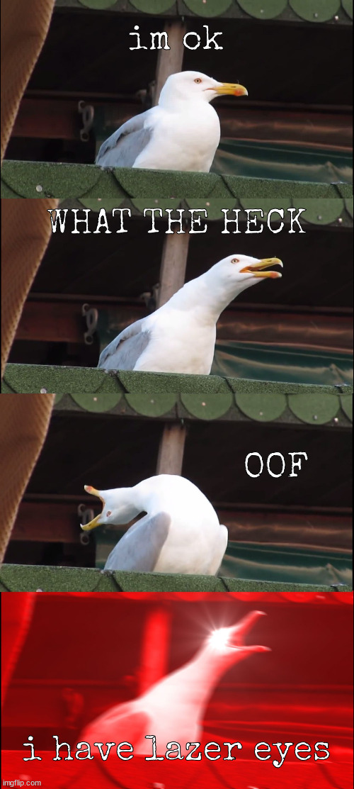raging seagul | im ok; WHAT THE HECK; OOF; i have lazer eyes | image tagged in memes,inhaling seagull,rage | made w/ Imgflip meme maker