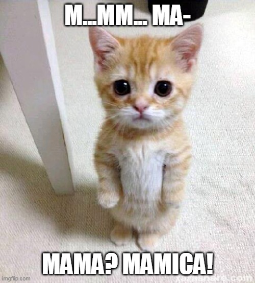 Cute Cat | M...MM... MA-; MAMA? MAMICA! | image tagged in memes,cute cat | made w/ Imgflip meme maker