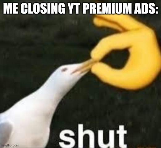 SHUT UP ADS | ME CLOSING YT PREMIUM ADS: | image tagged in shut,ads,seagull,youtube | made w/ Imgflip meme maker