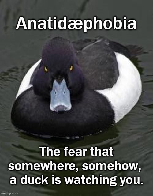 Anatidæphobia | Anatidæphobia; The fear that somewhere, somehow, 
a duck is watching you. | image tagged in angry duck,by gary larson,far side 10-05-1988 | made w/ Imgflip meme maker
