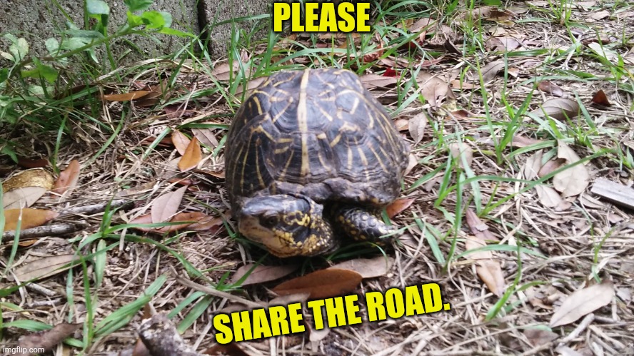 I'm Not A Speed Bump | PLEASE; SHARE THE ROAD. | image tagged in boxturtle,terrapene carolina bauri | made w/ Imgflip meme maker