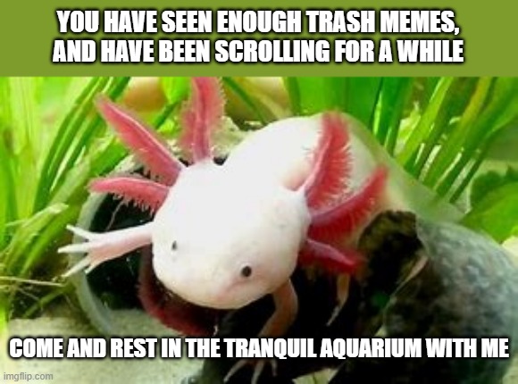 go, rest in the aquarium, amongst the axolotls | YOU HAVE SEEN ENOUGH TRASH MEMES, AND HAVE BEEN SCROLLING FOR A WHILE; COME AND REST IN THE TRANQUIL AQUARIUM WITH ME | image tagged in axolotl,memes,cute animals | made w/ Imgflip meme maker