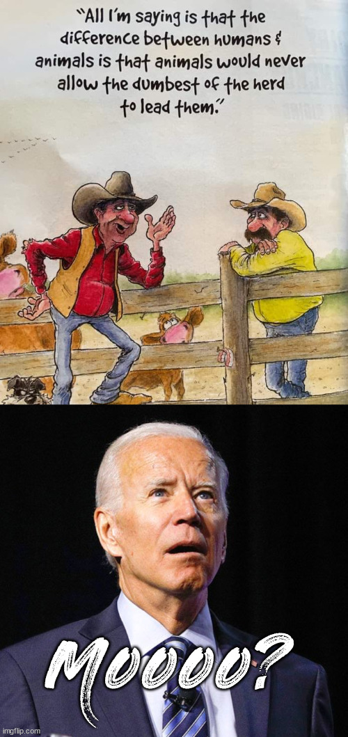 Not sure if he has 2% more brains than a cow. | Moooo? | image tagged in joe biden,cow,conservatives | made w/ Imgflip meme maker