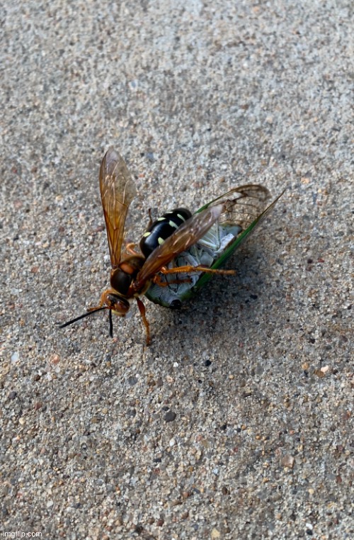 Cicada Killer wasp got a cicada | image tagged in cool | made w/ Imgflip meme maker