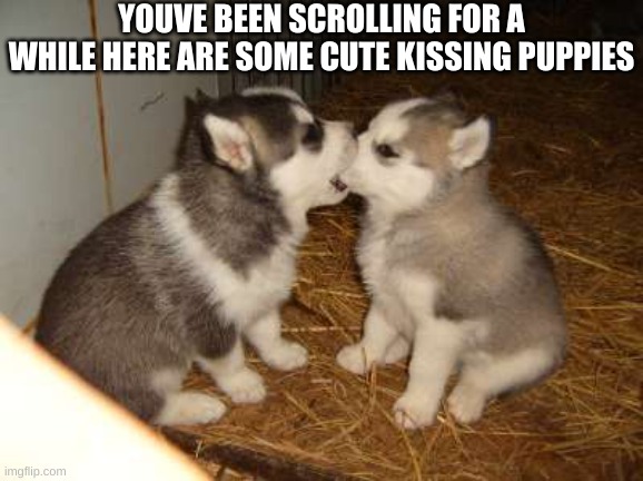 awwww so cute |  YOUVE BEEN SCROLLING FOR A WHILE HERE ARE SOME CUTE KISSING PUPPIES | image tagged in memes,cute puppies | made w/ Imgflip meme maker