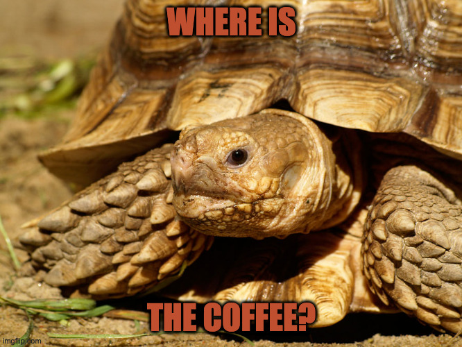 Before Coffee | WHERE IS; THE COFFEE? | image tagged in sulcata tortoise | made w/ Imgflip meme maker