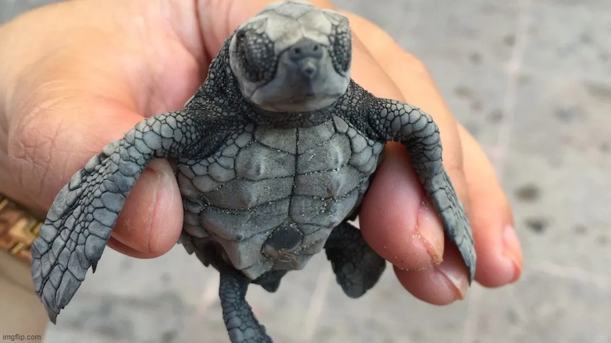 daily turtle pic that's not really daily anymore since i took a break and i'm only even bac for a lil but but still | made w/ Imgflip meme maker