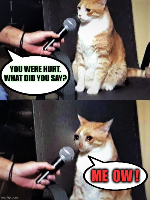 Translation not required | YOU WERE HURT. WHAT DID YOU SAY? ME  OW ! | image tagged in cat interview,cats,meow,translation,kitty cat | made w/ Imgflip meme maker