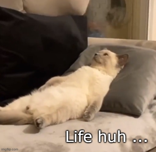 Life | Life huh ... | image tagged in cat,life sucks,life,sad cat,sad | made w/ Imgflip meme maker