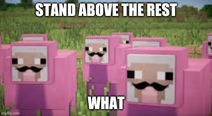pink sheep | STAND ABOVE THE REST; WHAT | image tagged in pink sheep | made w/ Imgflip meme maker