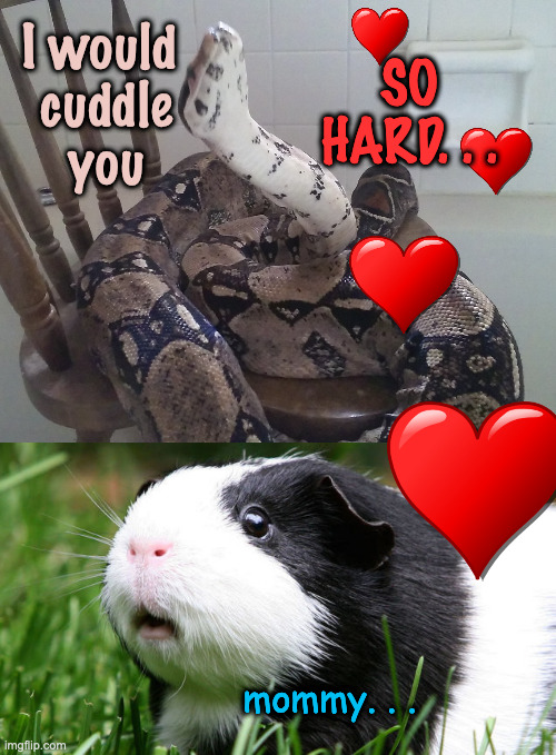 I Love You to Death You Know That | SO 
HARD. . . I would
 cuddle
 you; mommy. . . | image tagged in red tail boa,scared guinea pig | made w/ Imgflip meme maker