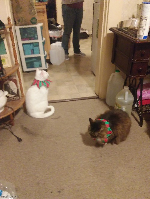 Here are My cats | image tagged in cats | made w/ Imgflip meme maker