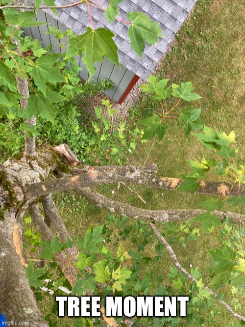 I’m like 30 feet up lol | TREE MOMENT | made w/ Imgflip meme maker
