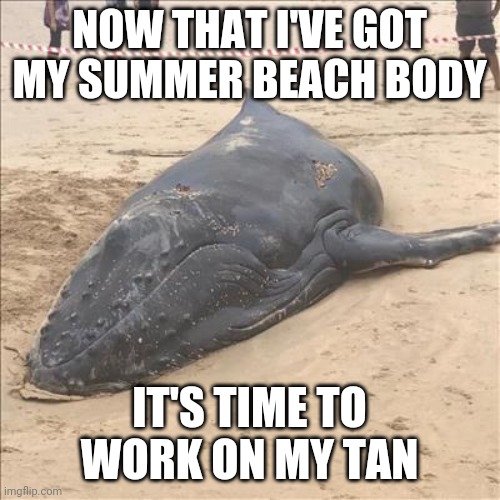 Beached whale | NOW THAT I'VE GOT MY SUMMER BEACH BODY; IT'S TIME TO WORK ON MY TAN | image tagged in beach body,whale,fat | made w/ Imgflip meme maker
