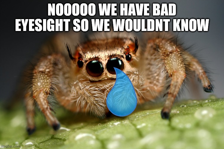 Cute spider | NOOOOO WE HAVE BAD EYESIGHT SO WE WOULDNT KNOW | image tagged in cute spider | made w/ Imgflip meme maker