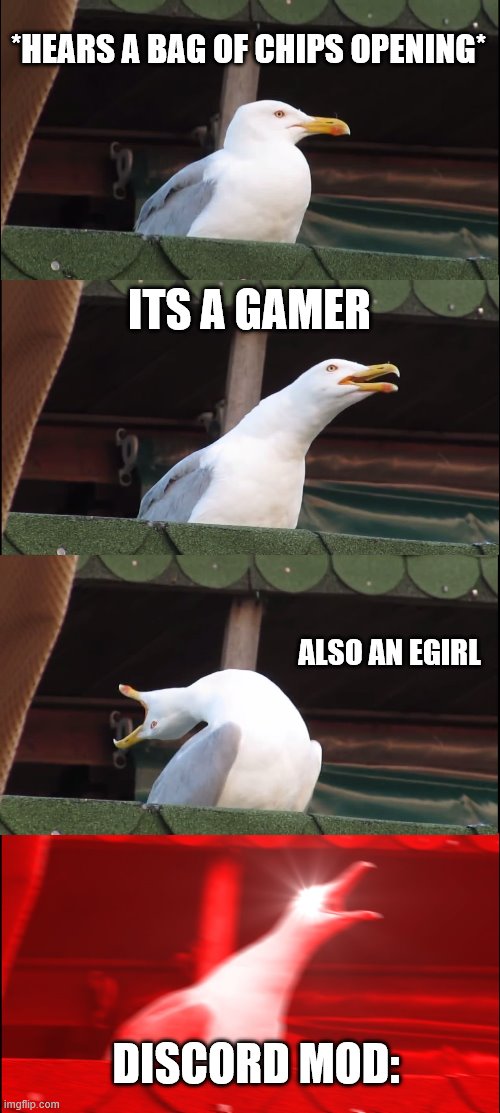 Seagull discord mod | *HEARS A BAG OF CHIPS OPENING*; ITS A GAMER; ALSO AN EGIRL; DISCORD MOD: | image tagged in memes,inhaling seagull,seagull discord mod,discord mods be like | made w/ Imgflip meme maker