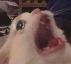 High Quality screaming cat meme Blank Meme Template
