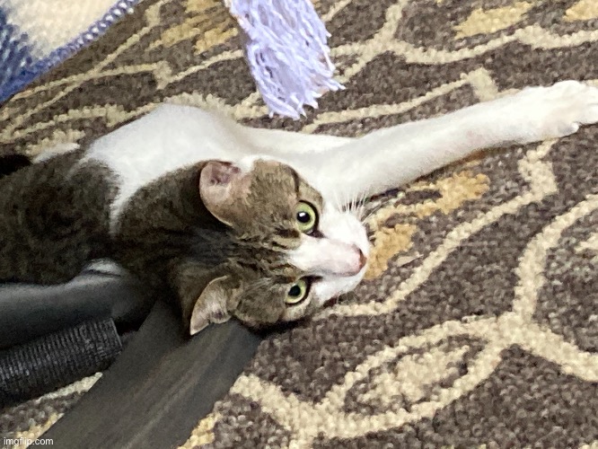 This is my cat, and she is a cat | made w/ Imgflip meme maker