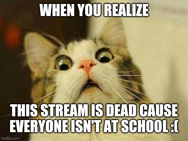 Scared Cat | WHEN YOU REALIZE; THIS STREAM IS DEAD CAUSE EVERYONE ISN'T AT SCHOOL :( | image tagged in memes,scared cat | made w/ Imgflip meme maker