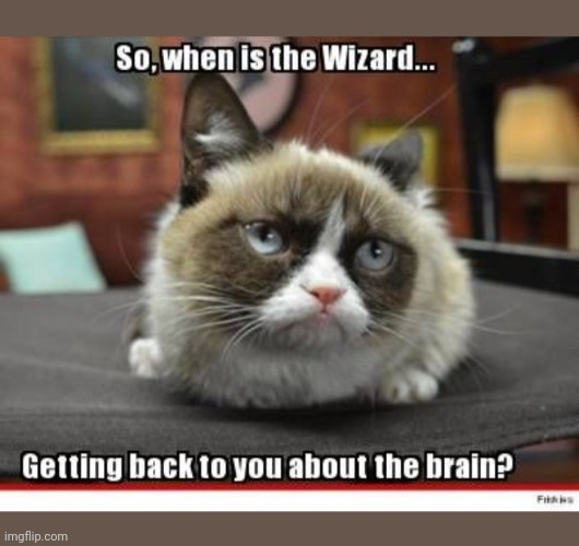 Grumpy would like to know... | image tagged in grumpy cat,rules | made w/ Imgflip meme maker