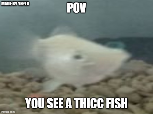  MADE BY YEPER; POV; YOU SEE A THICC FISH | image tagged in sus,fat,pov | made w/ Imgflip meme maker