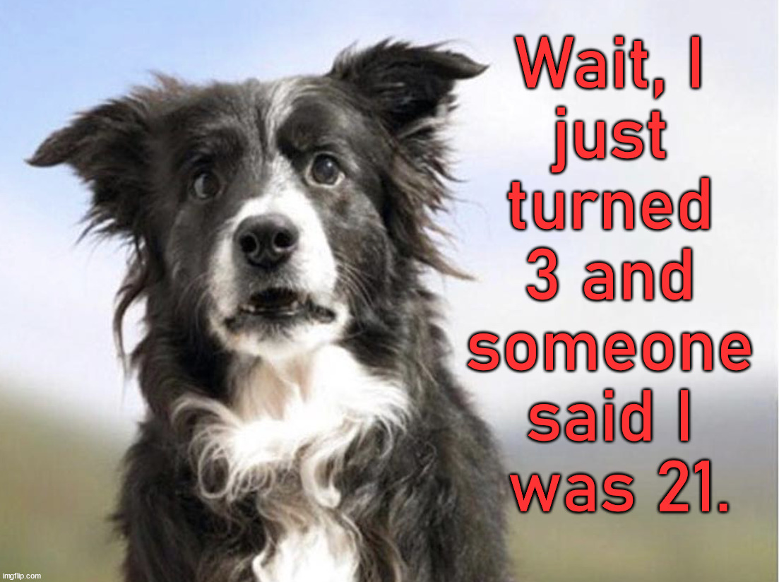 Wait, I 
just 
turned 
3 and 
someone 
said I 
was 21. | image tagged in dogs | made w/ Imgflip meme maker