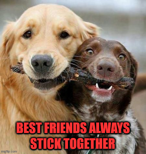 BEST FRIENDS ALWAYS; STICK TOGETHER | image tagged in dogs | made w/ Imgflip meme maker