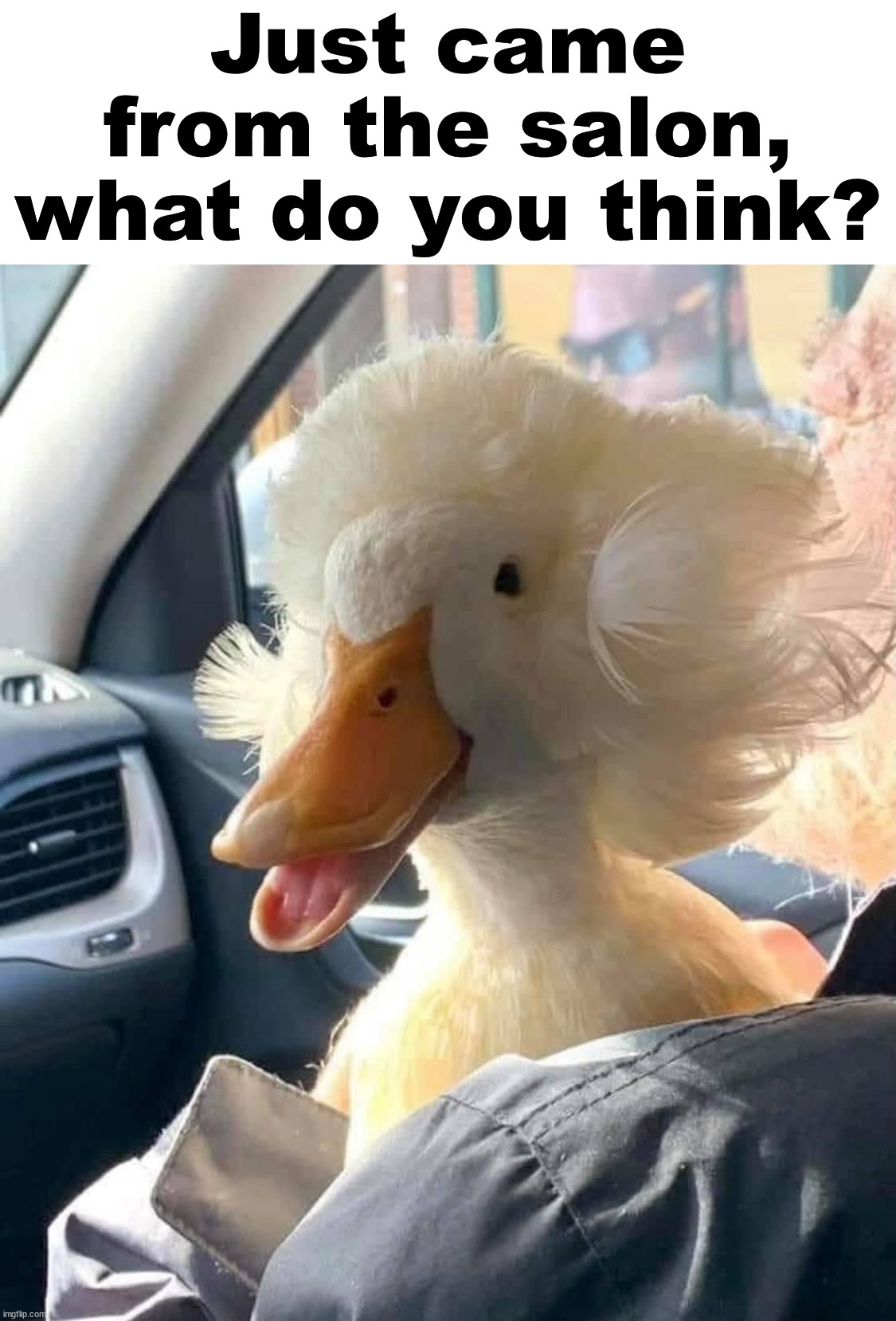 Just came from the salon, what do you think? | image tagged in ducks | made w/ Imgflip meme maker