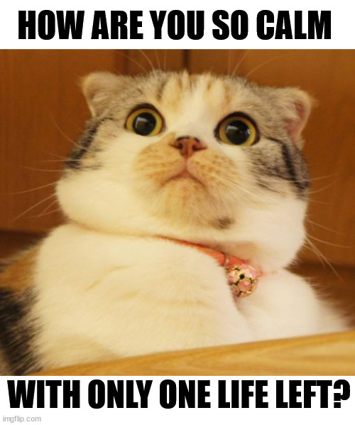 HOW ARE YOU SO CALM; WITH ONLY ONE LIFE LEFT? | image tagged in cats | made w/ Imgflip meme maker