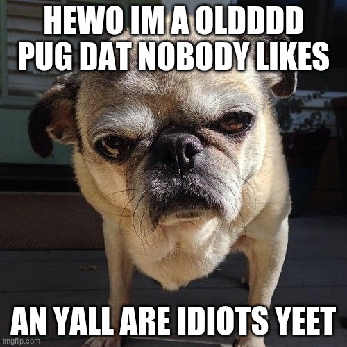 Grumpy pug | HEWO IM A OLDDDD PUG DAT NOBODY LIKES; AN YALL ARE IDIOTS YEET | image tagged in grumpy pug | made w/ Imgflip meme maker