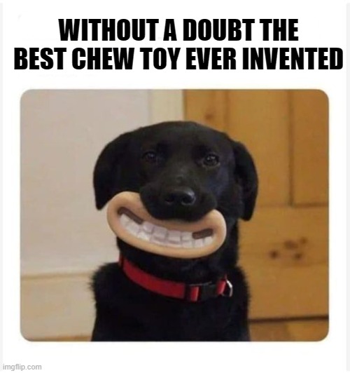 best chew toy ever | WITHOUT A DOUBT THE BEST CHEW TOY EVER INVENTED | image tagged in chew toy,dog,kewlew | made w/ Imgflip meme maker