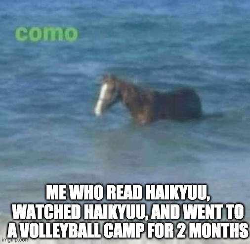 Como horse | ME WHO READ HAIKYUU, WATCHED HAIKYUU, AND WENT TO A VOLLEYBALL CAMP FOR 2 MONTHS | image tagged in como horse | made w/ Imgflip meme maker
