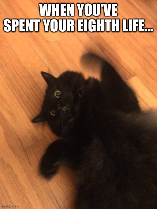 One more life | WHEN YOU’VE SPENT YOUR EIGHTH LIFE… | image tagged in funny cat memes | made w/ Imgflip meme maker