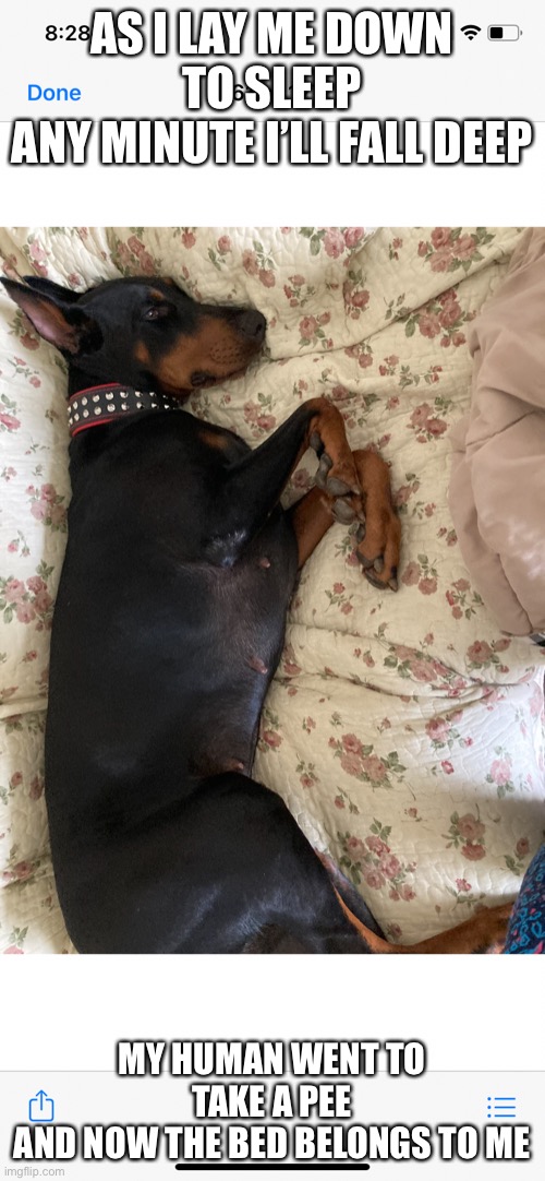 HG | AS I LAY ME DOWN TO SLEEP
ANY MINUTE I’LL FALL DEEP; MY HUMAN WENT TO TAKE A PEE
AND NOW THE BED BELONGS TO ME | image tagged in dogs | made w/ Imgflip meme maker