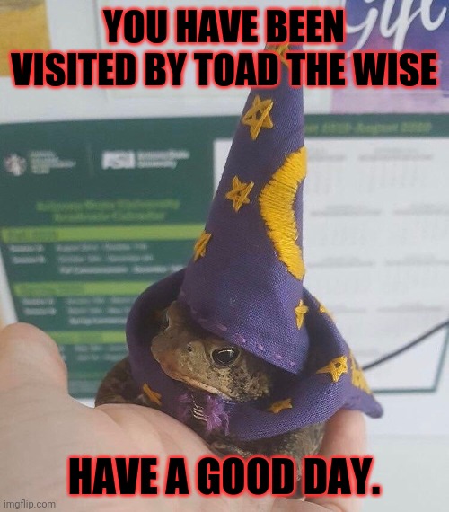 Toad the wise | YOU HAVE BEEN VISITED BY TOAD THE WISE; HAVE A GOOD DAY. | image tagged in toad the wise | made w/ Imgflip meme maker