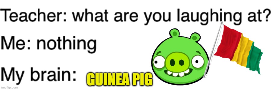 Teacher what are you laughing at | GUINEA PIG | image tagged in teacher what are you laughing at | made w/ Imgflip meme maker