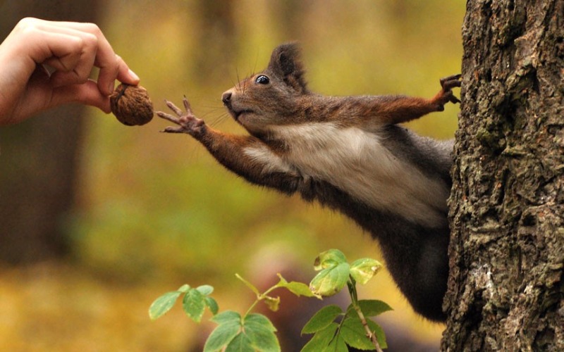 Squirrel reaching for nut | image tagged in squirrel reaching for nut | made w/ Imgflip meme maker