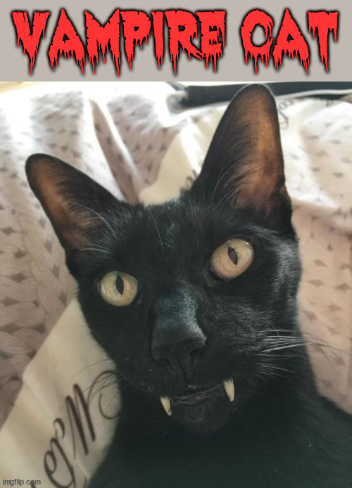 VAMPIRE CAT | image tagged in cats | made w/ Imgflip meme maker