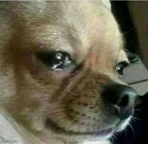 crying chiwawa | image tagged in crying chiwawa | made w/ Imgflip meme maker