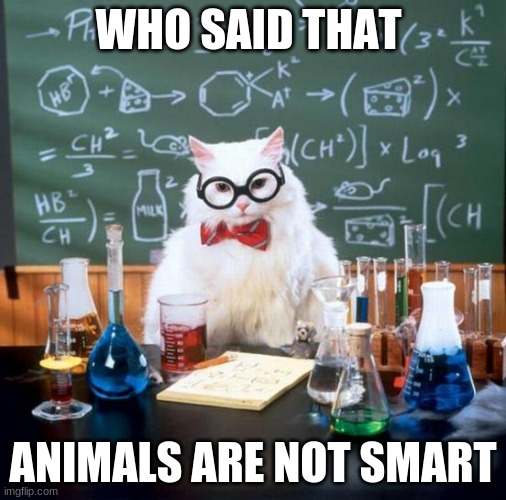 Chemistry Cat Meme | WHO SAID THAT; ANIMALS ARE NOT SMART | image tagged in memes,chemistry cat | made w/ Imgflip meme maker