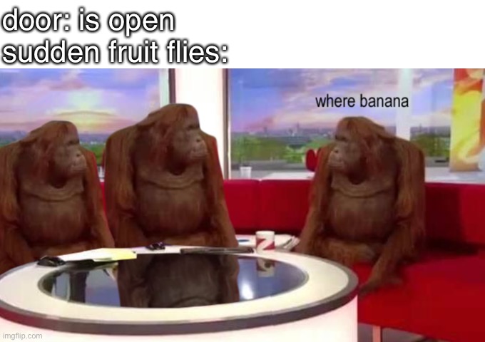 hullo | door: is open 


sudden fruit flies: | image tagged in where banana | made w/ Imgflip meme maker