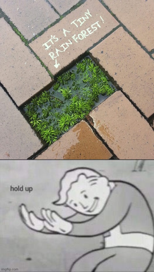 Tiny rainforest? | image tagged in fallout hold up,memes,odlc,funny,funny vandalism | made w/ Imgflip meme maker